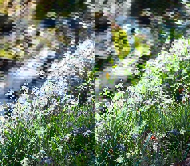 Scottish Snowdrop Festival